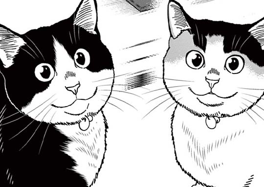 148. 最終回 小桜さんの幸せ＆おまけ第74話 / 猫暮らしの